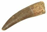 Fossil Plesiosaur (Zarafasaura) Tooth - Morocco #172284-1